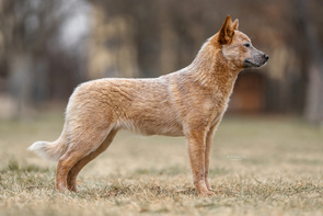 ACD