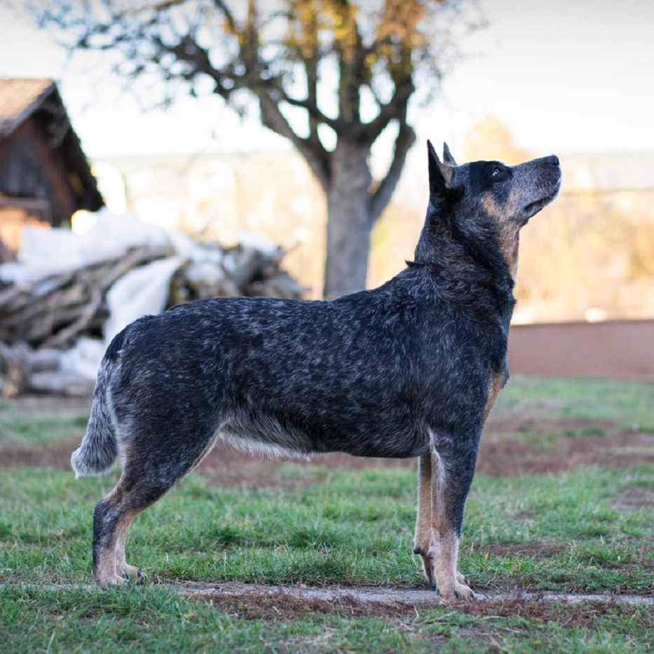 Queens blue heeler discount